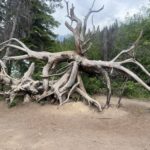 From Idea to Startup: No, Your Idea Is Not Automatically Investable