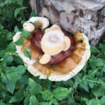 What Is Business Risk, Really?